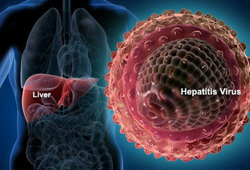 hepatitis-s1-liver-hepatitis-virus ЭРҮҮЛ МЭНД: Эрсдэл ба энгийн мэдлэг